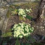 Argyranthemum maderense Цвят