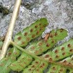 Dryopteris erythrosora Fruit