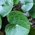 Asarum europaeum Lapas