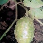 Cucumis anguria 果實