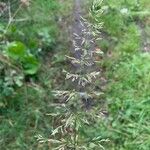 Agrostis stolonifera 花