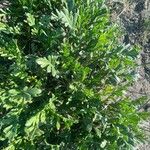 Pycnocomon rutifolium Hoja