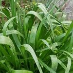 Narcissus cyclamineus Yaprak