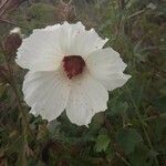 Hibiscus cannabinus Flor