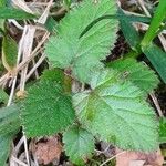 Rubus ursinus 葉