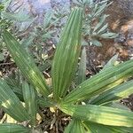 Rhapidophyllum hystrix Fuelha