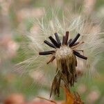 Hieracium sabaudum Fruit