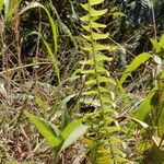 Nephrolepis undulata Blatt
