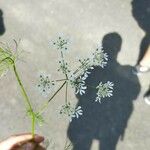 Bifora radians Flower