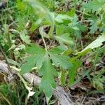 Geranium purpureumHostoa