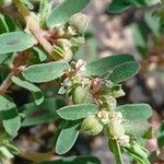 Euphorbia maculata Fruit