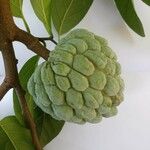 Annona squamosa Fruitua