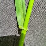 Festuca gigantea Corteza