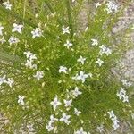 Stenaria nigricans Leaf