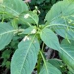 Impatiens parviflora Blad