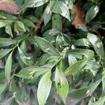 Ruscus hypoglossum Folio