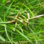 Carex macrostylos Fiore