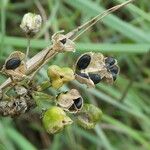 Allium senescens Fruit