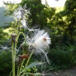 Crassocephalum crepidioides Frucht