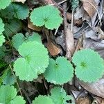 Sibthorpia peregrina Leaf