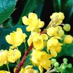 Berberis aquifolium Květ