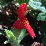 Mimulus cardinalis Flor