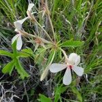 Pelargonium quinquelobatum 花