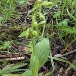 Epipactis phyllanthes Квітка