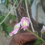 Gliricidia sepium Λουλούδι