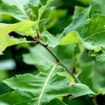 Quercus ilicifolia ഇല