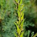 Myricaria germanica Fruit