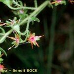 Saxifraga mutata Drugo