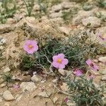 Helianthemum vesicarium Hàbitat