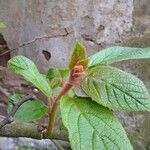 Actinidia deliciosa Diğer