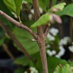 Callicarpa bodinieri Кора