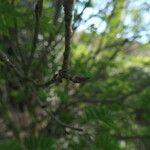 Sorbus matsumurana Bark