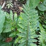 Polystichum polyblepharon