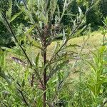 Cirsium altissimum Лист