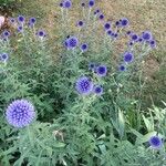 Echinops bannaticus Mosusu