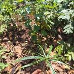 Cyperus laxus Yaprak