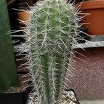 Pachycereus pringlei Yeri