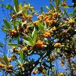 Pyracantha angustifolia फल
