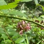 Apios americana Flower