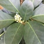 Dendropanax cuneatus Flor