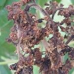 Rhus glabra Fruto