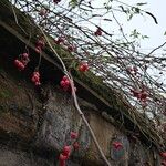 Solanum dulcamara موطن