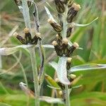 Gnaphalium norvegicum Flower