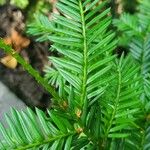 Taxus canadensisপাতা