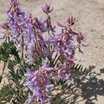 Astragalus crassicarpus Virág