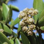 Metrosideros excelsa Fruit